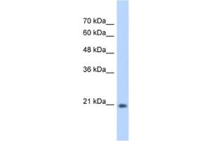 Western Blotting (WB) image for anti-GINS Complex Subunit 2 (Psf2 Homolog) (GINS2) antibody (ABIN2462962) (GINS2 抗体)
