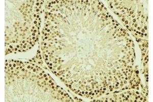 ABIN6276566 at 1/100 staining Mouse testis tissue by IHC-P. (NEDD8 抗体  (Internal Region))