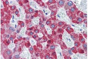 Human Liver: Formalin-Fixed, Paraffin-Embedded (FFPE) (TAO Kinase 2 抗体  (AA 831-931))