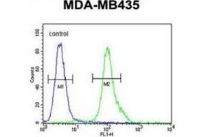 Flow cytometric analysis of MDA-MB435 cells (right histogram) compared to a negative control cell (left histogram) using MYCT1 Antibody (C-term), followed by FITC-conjugated goat-anti-rabbit secondary antibodies. (Myc Target 1 抗体  (C-Term))
