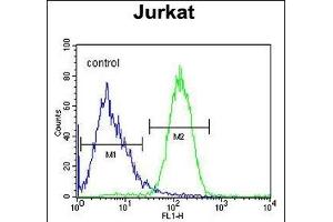 SLFN12L Antibody (N-term) (ABIN654871 and ABIN2844529) flow cytometric analysis of Jurkat cells (right histogram) compared to a negative control cell (left histogram). (SLFN12L 抗体  (N-Term))