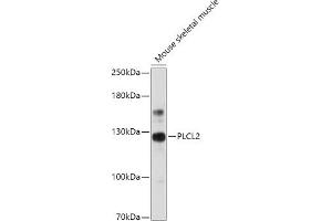 Western blot analysis of extracts of Mouse skeletal muscle, using PLCL2 antibody (ABIN7269344) at 1:1000 dilution.
