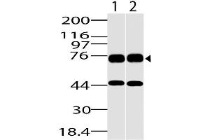 Image no. 1 for anti-DEAD (Asp-Glu-Ala-Asp) Box Polypeptide 18 (DDX18) (AA 20-300) antibody (ABIN5027137) (DDX18 抗体  (AA 20-300))