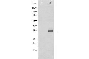 Western blot analysis of C/EBP- beta phosphorylation expression in HepG2 whole cell lysates,The lane on the left is treated with the antigen-specific peptide. (CEBPB 抗体  (pThr235))