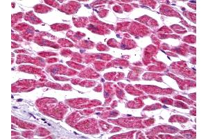 Anti-PTGES2 antibody IHC of human heart. (PTGES2 抗体)