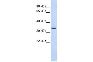 Western Blotting (WB) image for anti-Ventral Anterior Homeobox 1 (VAX1) antibody (ABIN2458264) (VAX1 抗体)