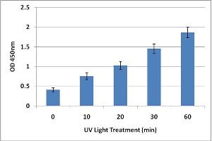 DNA Damage Induced by UV Light. (UV-Induced DNA Damage ELISA 试剂盒)