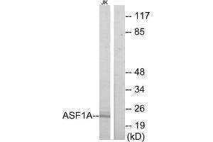 Western blot analysis of extracts from Jurkat cells, using ASF1A antibody. (ASF1A 抗体  (Internal Region))