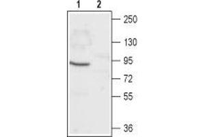 Western blot analysis of rat eye lysate: - 1. (CNGA1 抗体  (Intracellular, N-Term))
