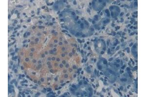 Detection of VGF in Rat Pancreas Tissue using Polyclonal Antibody to VGF Nerve Growth Factor Inducible (VGF) (VGF 抗体  (AA 330-449))