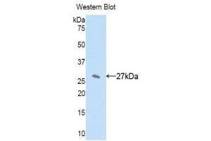 Western Blotting (WB) image for anti-Cytochrome P450, Family 1, Subfamily A, Polypeptide 2 (CYP1A2) (AA 2-231) antibody (ABIN1176083) (CYP1A2 抗体  (AA 2-231))