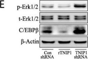 Western Blotting (WB) image for anti-CCAAT/enhancer Binding Protein (C/EBP), beta (CEBPB) (N-Term) antibody (ABIN2854833)