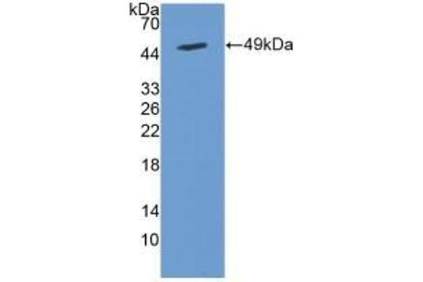 Cytohesin 2 抗体  (AA 1-390)