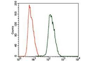 Flow cytometric analysis of HeLa cells using ALDH2 mouse mAb (green) and negative control (purple). (ALDH2 抗体  (AA 317-517))