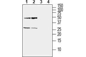 Western blot analysis of mouse (lanes 1 and 3) and rat (lanes 2 and 4) brain lysate: - 1,2. (Ephrin A5 抗体  (Extracellular))