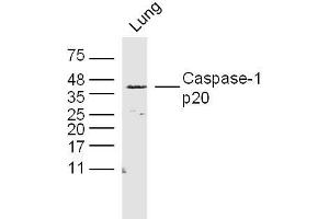 Rat lung lysates probed with Caspase-1 p20 Polyclonal Antibody, Unconjugated  at 1:300 dilution and 4˚C overnight incubation. (Caspase 1 p20 抗体  (AA 181-280))