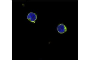 Immunofluorescence (IF) image for anti-Interleukin 12 alpha (IL12A) antibody (ABIN181145) (IL12A 抗体)