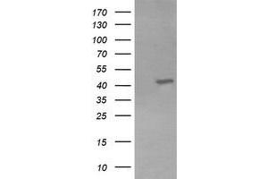 Image no. 1 for anti-Potassium Voltage-Gated Channel, Shaker-Related Subfamily, beta Member 1 (KCNAB1) antibody (ABIN1498996) (KCNAB1 抗体)