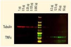 Tubulin detected using a Dylight (TM) 680 conj ugate. (山羊 anti-大鼠 IgG (Whole Molecule) Antibody)