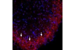 Expression of Connexin-36 in rat spinal cord - Immunohistochemical staining of perfusion-fixed frozen rat spinal cord sections using Anti-Connexin-36 Antibody (ABIN7043205, ABIN7044087 and ABIN7044088), (1:300). (GJD2 抗体  (AA 170-182))