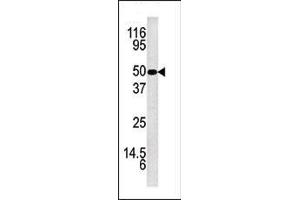 Western blot analysis of anti-KLK5 Pab (ABIN390305 and ABIN2840740) in mouse brain tissue lysate. (Kallikrein 5 抗体  (AA 144-174))