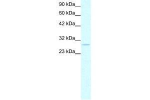 WB Suggested Anti-PHB Antibody Titration:  0. (Prohibitin 抗体  (C-Term))