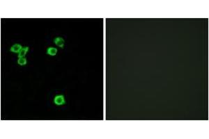 Immunofluorescence (IF) image for anti-Ribosomal Protein S6 Kinase, 52kDa, Polypeptide 1 (RPS6KC1) (AA 231-280) antibody (ABIN1534082)
