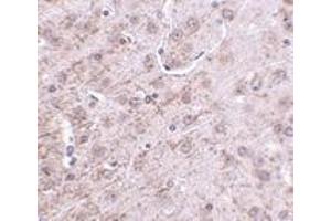 Immunohistochemistry of CRMP-1 in mouse brain tissue with CRMP-1 antibody at 2. (CRMP1 抗体  (N-Term))