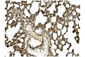 IHC analysis of Caveolin-2/CAV2 using anti Caveolin-2/CAV2 antibody (ABIN7601170).