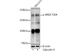 Western blot analysis of extracts of NIH/3T3 cells, using (ABIN7265948) at 1:1000 dilution. (BRD4 抗体  (pThr204))