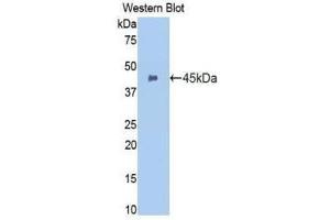 Western Blotting (WB) image for anti-Integrin alpha M (ITGAM) (AA 301-451) antibody (ABIN1174919) (CD11b 抗体  (AA 301-451))