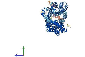 AlphaFold protein structure predicition of Human Recombinant SLC2A2 Protein, UniprotID P11168
