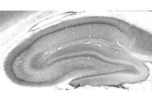 Adult rat hippocampus immunohistochemistry. (MESDC2 抗体  (AA 30-95))