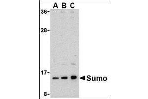 Western blot analysis of sumo in HL-60 cell lysate with this product at (A) 0. (SUMO1 抗体  (N-Term))