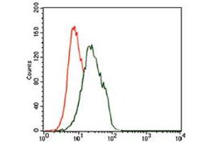 Image no. 5 for anti-Forkhead Box P1 (FOXP1) antibody (ABIN1491561) (FOXP1 抗体)
