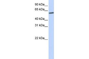 Western Blotting (WB) image for anti-SUMO/sentrin Specific Peptidase 3 (SENP3) (N-Term) antibody (ABIN2786148)