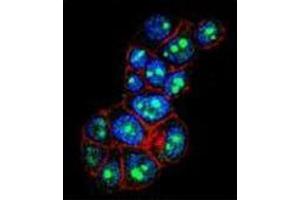 Confocal immunofluorescent analysis of PYGO1 Antibody (C-term) Cat. (PYGO1 抗体  (C-Term))
