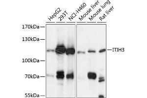 Western blot analysis of extracts of various cell lines, using ITIH3 antibody (ABIN6129777, ABIN6142595, ABIN6142596 and ABIN6225008) at 1:3000 dilution. (ITIH3 抗体  (AA 35-180))