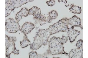 Immunoperoxidase of monoclonal antibody to S100A11 on formalin-fixed paraffin-embedded human placenta. (S100A11 抗体  (AA 1-105))