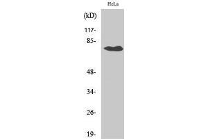 Western Blot (WB) analysis of specific cells using OATP1 Polyclonal Antibody.