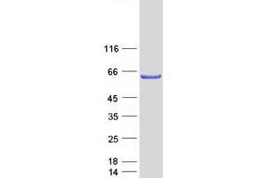 Validation with Western Blot (TFCP2L1 Protein (Myc-DYKDDDDK Tag))