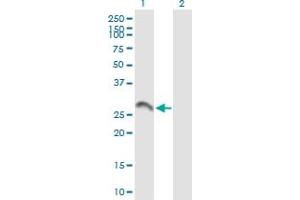 Western Blot analysis of BDNF expression in transfected 293T cell line by BDNF MaxPab polyclonal antibody. (BDNF 抗体  (AA 1-247))