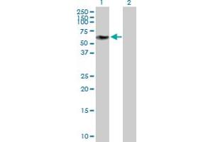 Western Blot analysis of ZNF490 expression in transfected 293T cell line by ZNF490 MaxPab polyclonal antibody. (ZNF490 抗体  (AA 1-529))