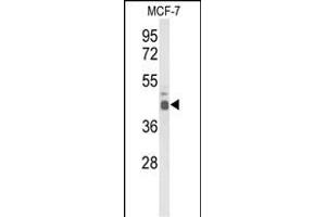 Western blot analysis of ELF3 Antibody (C-term) (ABIN653393 and ABIN2842854) in MCF-7 cell line lysates (35 μg/lane). (ELF3 抗体  (C-Term))