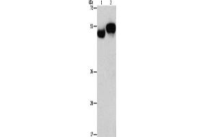 Western Blotting (WB) image for anti-Archaelysin Family Metallopeptidase 1 (AMZ1) antibody (ABIN2432515) (AMZ1 抗体)
