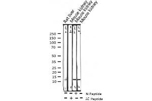 Western blot analysis of Acetyl-Histone H4 (Lys5) expression in various lysates (Histone H4 抗体  (acLys5))