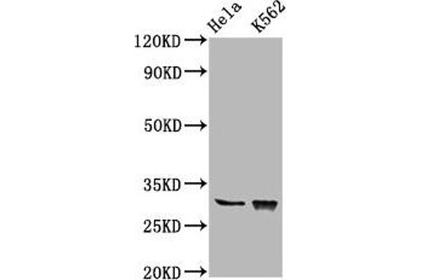 CHODL antibody  (AA 105-206)