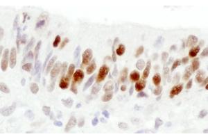 Immunohistochemistry (IHC) image for anti-Importin Subunit alpha-1 (KPNA2) (C-Term) antibody (ABIN7448767) (Importin Subunit alpha-1 (KPNA2) (C-Term) 抗体)
