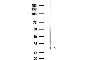 Western blot analysis of lysates from HepG2 cells(LPS,4h treatment), using PSMF1 Antibody at 1/1000 dilution.