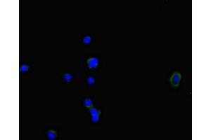 Immunofluorescence (IF) image for anti-NADPH Oxidase Activator 1 (NOXA1) (AA 150-313) antibody (ABIN7161015)